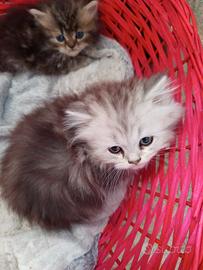 Gatti-gatto-gattini-cuccioli-persiani
