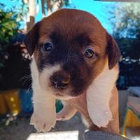 Stupendi cuccioli di jack russell