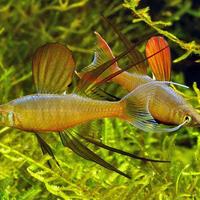 Pesci, piante ed accessori per rivendita