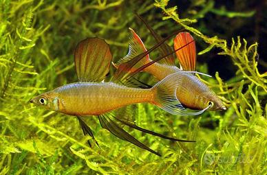 Pesci, piante ed accessori per rivendita