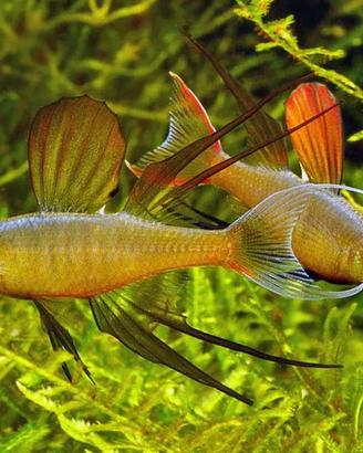 Pesci, piante ed accessori anche per rivendita