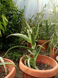 Aloe arborescens