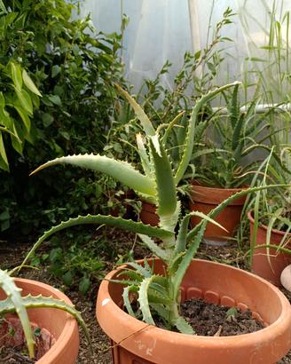 Aloe arborescens