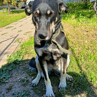 Nelly la simpaticona