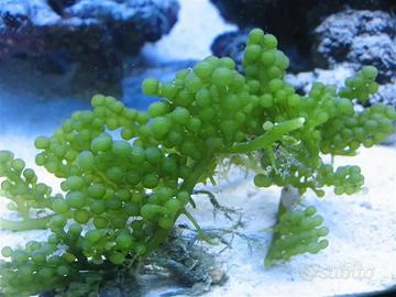 Alghe caulerpa acquario marino macroalghe + spediz