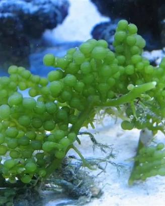 Alghe caulerpa acquario marino macroalghe + spediz