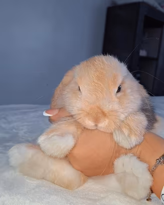 Cucciolo da vendere