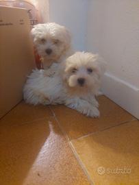 Bianca maltese