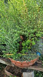 prebonsai  di mirto