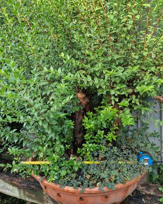 prebonsai  di mirto