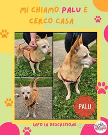 Palu, nonnina del cuore