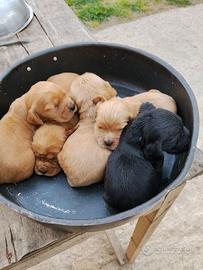 Cuccioli di Cocker Spaniel Inglese