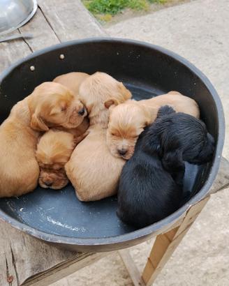 Cuccioli di Cocker Spaniel Inglese
