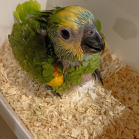 Pappagallo amazzone fronte blu