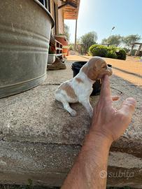 Disponibili cuccioli di Epaniel Breton