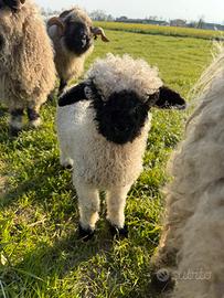 Pecora Naso nero del Vallese
