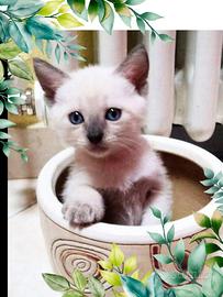 Gattini siamesi thai