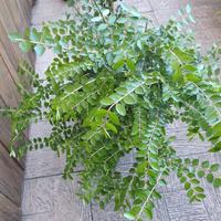 Lonicera nitida Caprifoglio