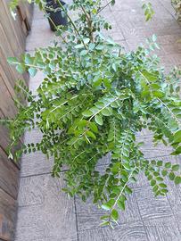 Lonicera nitida Caprifoglio