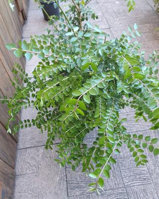 Lonicera nitida Caprifoglio