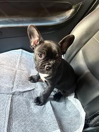 Cucciolo di bulldog francese
