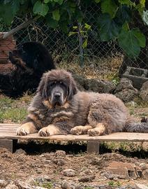 Mastino tibetano