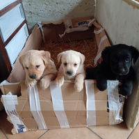 Tre cuccioli due femine e un maschio