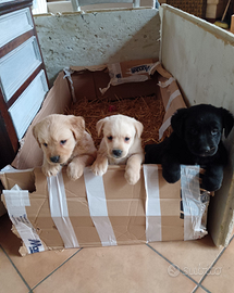 Tre cuccioli due femine e un maschio