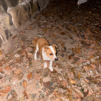 Cuccioli incrocio jack Russel