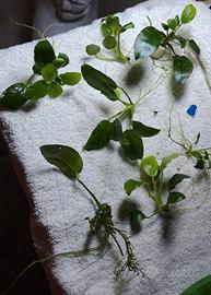 piante anubias da acquario