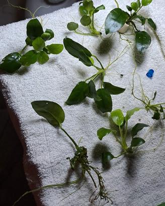 piante anubias da acquario