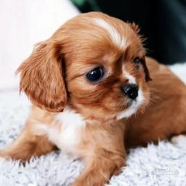 Cavalier King Ruby