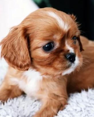 Cavalier King Ruby