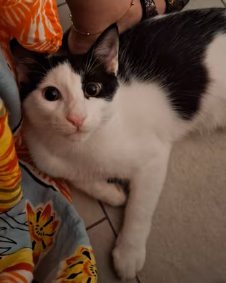 Oscar