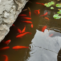 Pesci rossi per laghetto/acquario