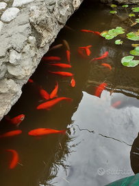 Pesci rossi per laghetto/acquario