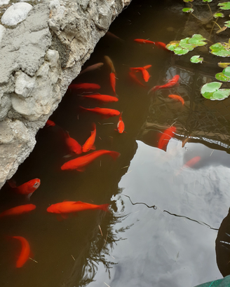 Pesci rossi per laghetto
