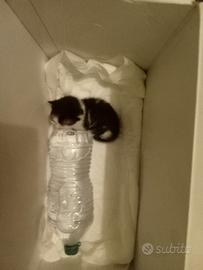 Vuoi un gattino?