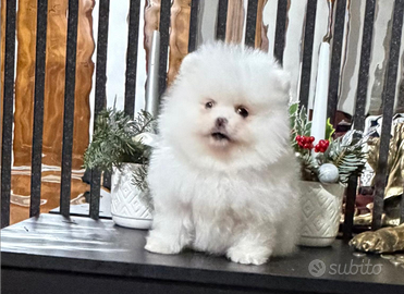 Ragazza pomerania