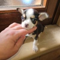 Chihuahua toy mini