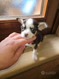 Chihuahua toy mini