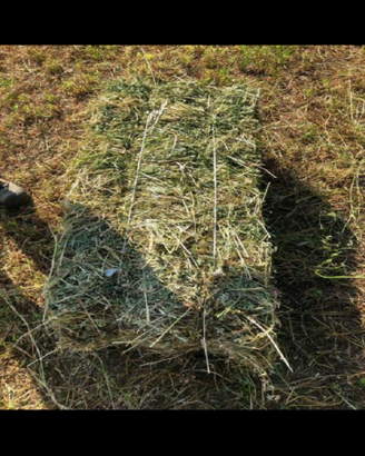 Fieno di erba medica