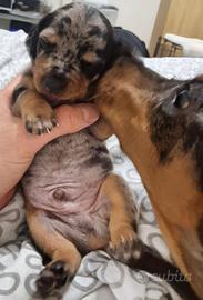 Bassotto Arlecchino Silver