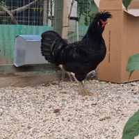 Galline di Polverara