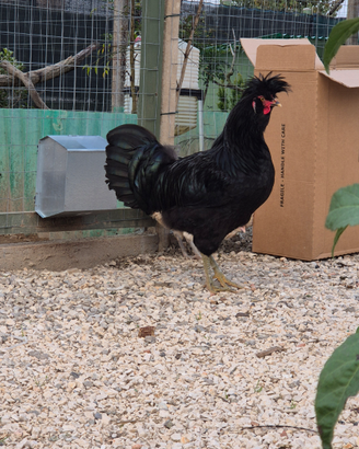 Galline di Polverara