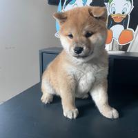 Shiba Inu con pedigree ENCI