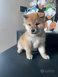 Shiba Inu con pedigree ENCI