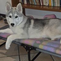 Siberian Husky di 6 mesi con Pedigree