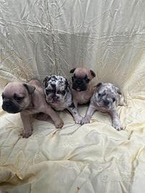 Bulldog francese, cuccioli