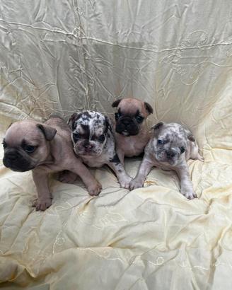 Bulldog francese, cuccioli